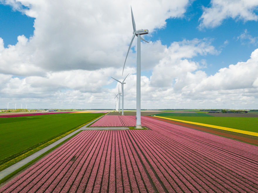 Pink Tulips And Blue Skies With Patchy Clouds. The Flevopolder At Its Best!