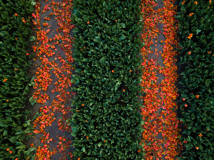 After A Few Weeks, The Tulips Get ‘Beheaded’. The Bulbs In The Soil Grow On To Be Used For Selling