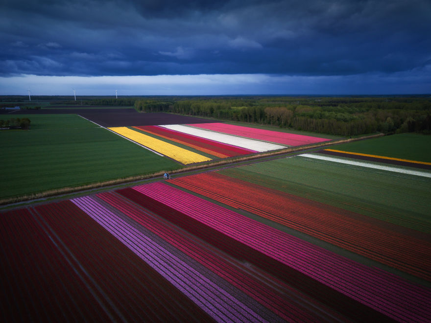 Dark Skies With Stormy Weather Makes The Flowers Really Pop