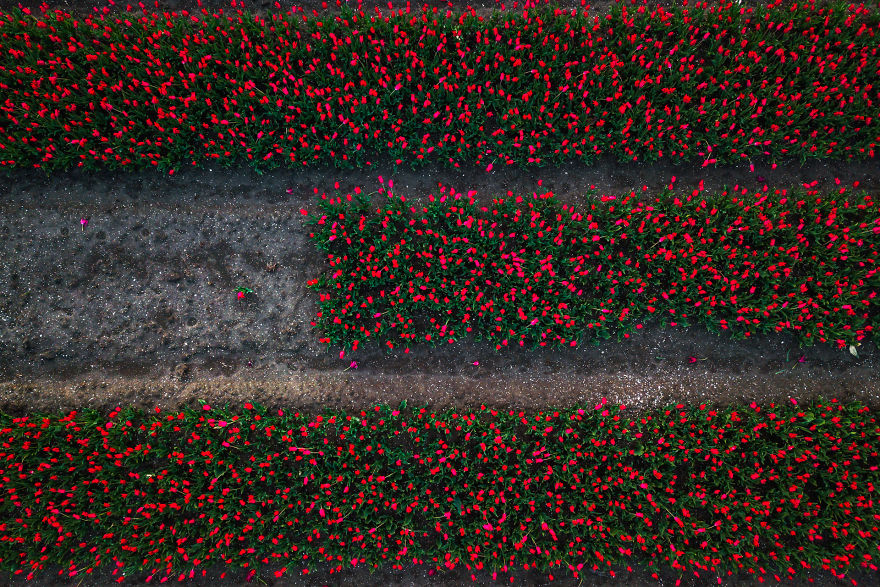 It’s Great To Experiment With Top-Down Shots With A Drone Above The Tulips