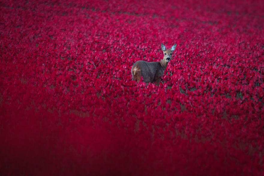 I Captured This Unique Shot When I Was About To Leave When I Was Done Photographing In The Evening