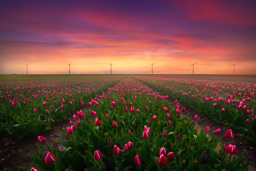 The Individual Lines In The Tulip Fields Are Great To Use As Leading Lines In A Photo. And From The Ground, These Fields Look Endless!