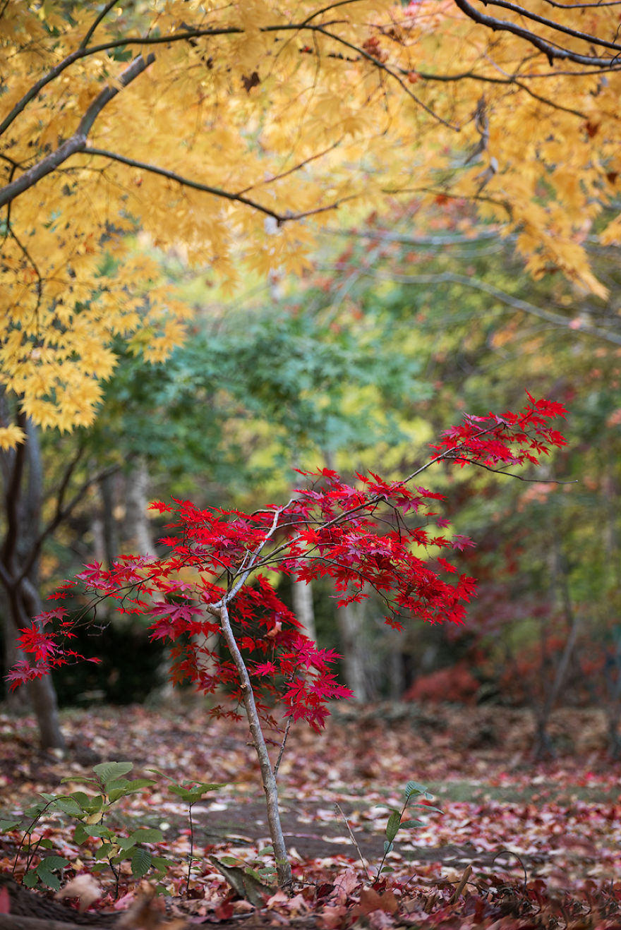 I Documented The Magical Autumn In Australia