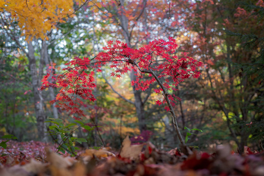 I Documented The Magical Autumn In Australia I Documented The Magical Autumn In Australia