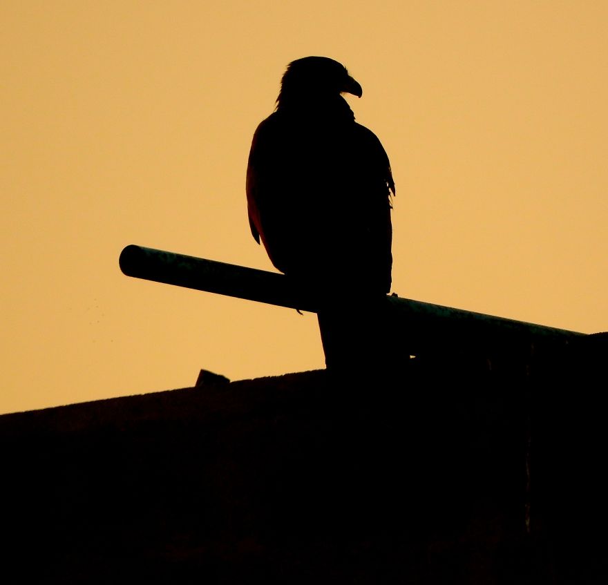 Started Shooting On My Rooftop Near Sunset For 4 Months And Got Amazing Silhouettes
