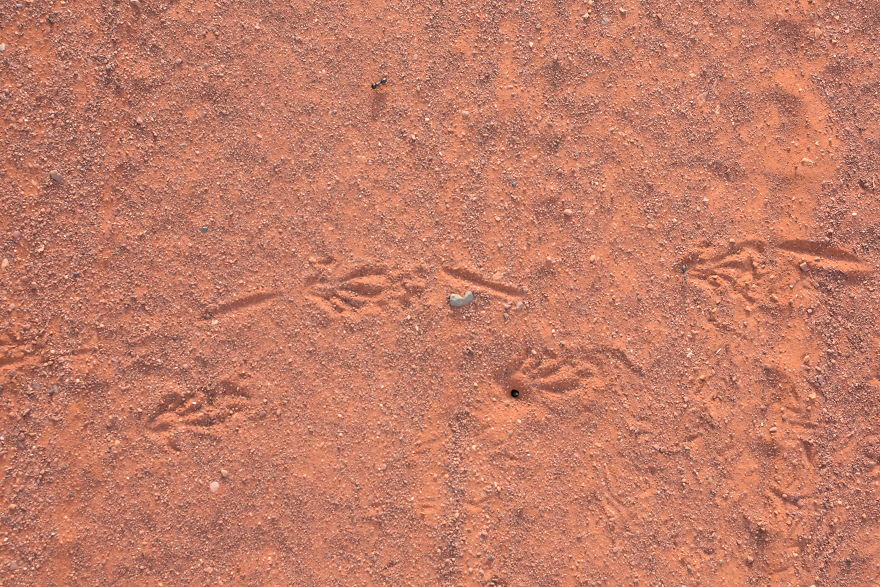 We Went To Australia For 22 Days And Surely We'll Have To Go Back We Went To Australia For 22 Days And Surely We'll Have To Go Back