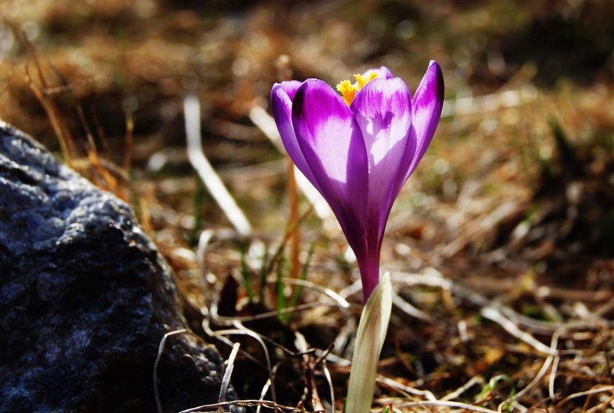 Close To My Heart, Places Covered With Carpets Of Beautiful Flowers