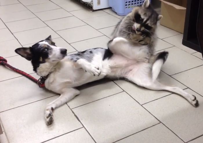 This Raccoon That &ldquo;Works&rdquo; At A Vet Clinic In Russia Has A Special Ability To Calm Sick Dogs