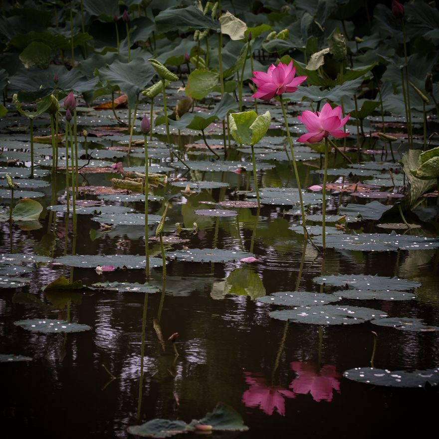 I Capture Seasonal Changes In Japanese Nature