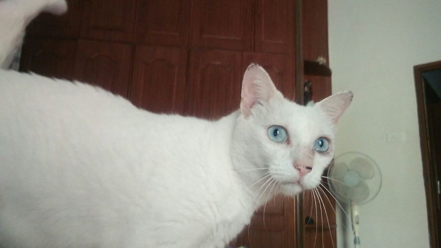 The Story Of April - The Warrior Cat