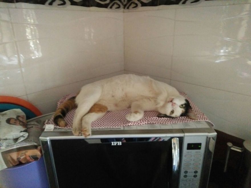 The Story Of April - The Warrior Cat The Story Of April - The Warrior Cat