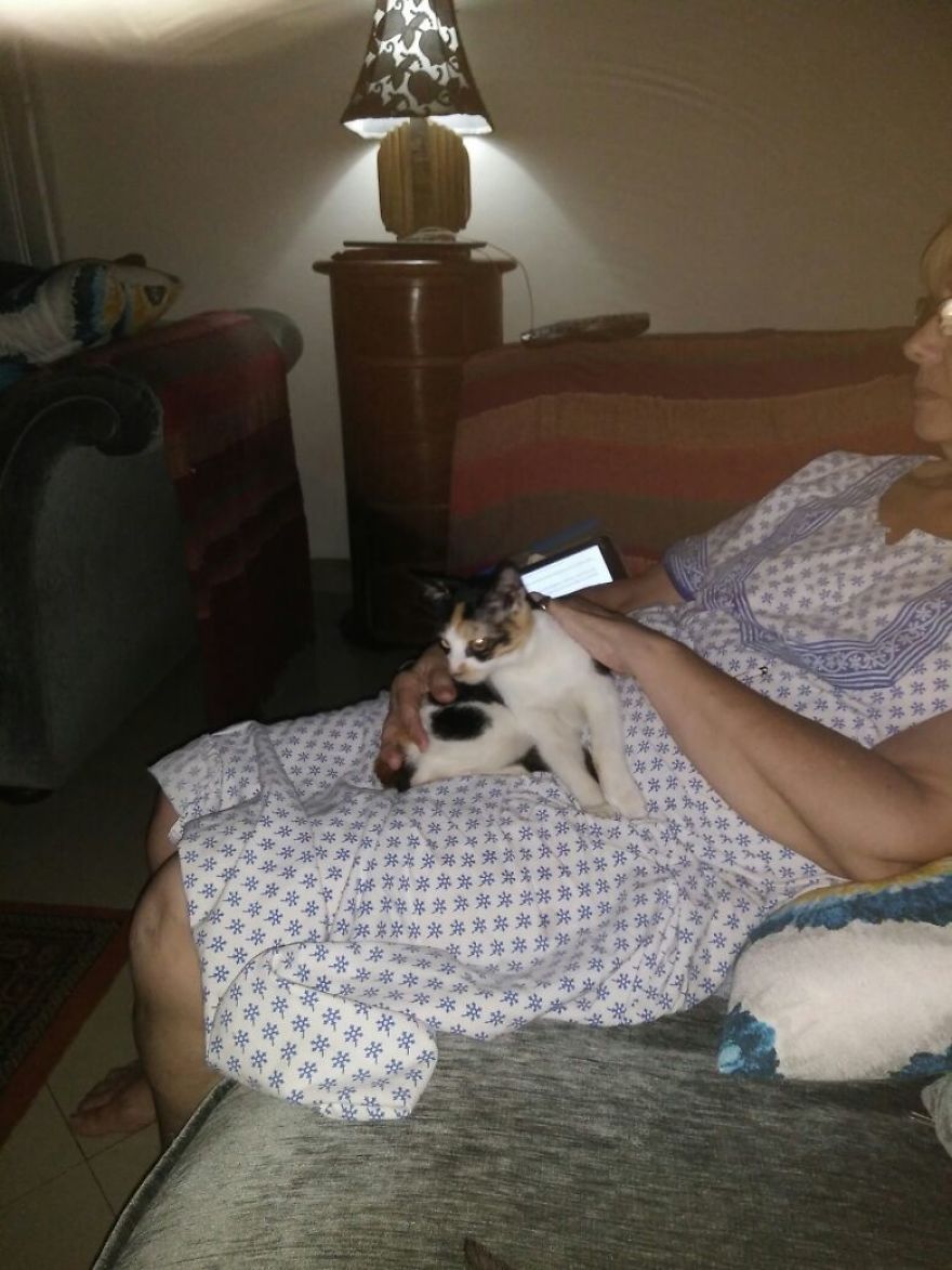 The Story Of April - The Warrior Cat