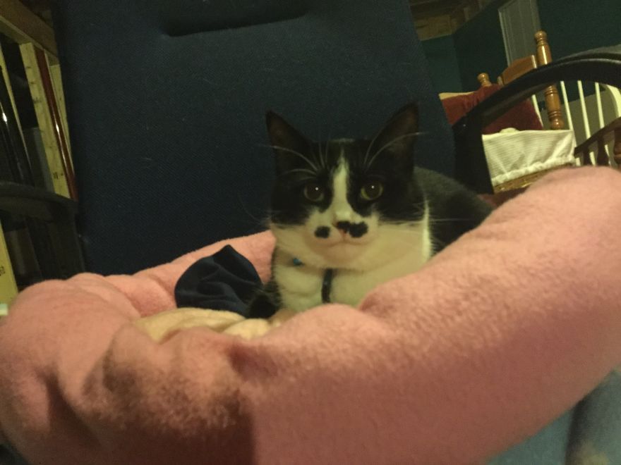 My Cat Even Tho I Have Two This Is One Of Them