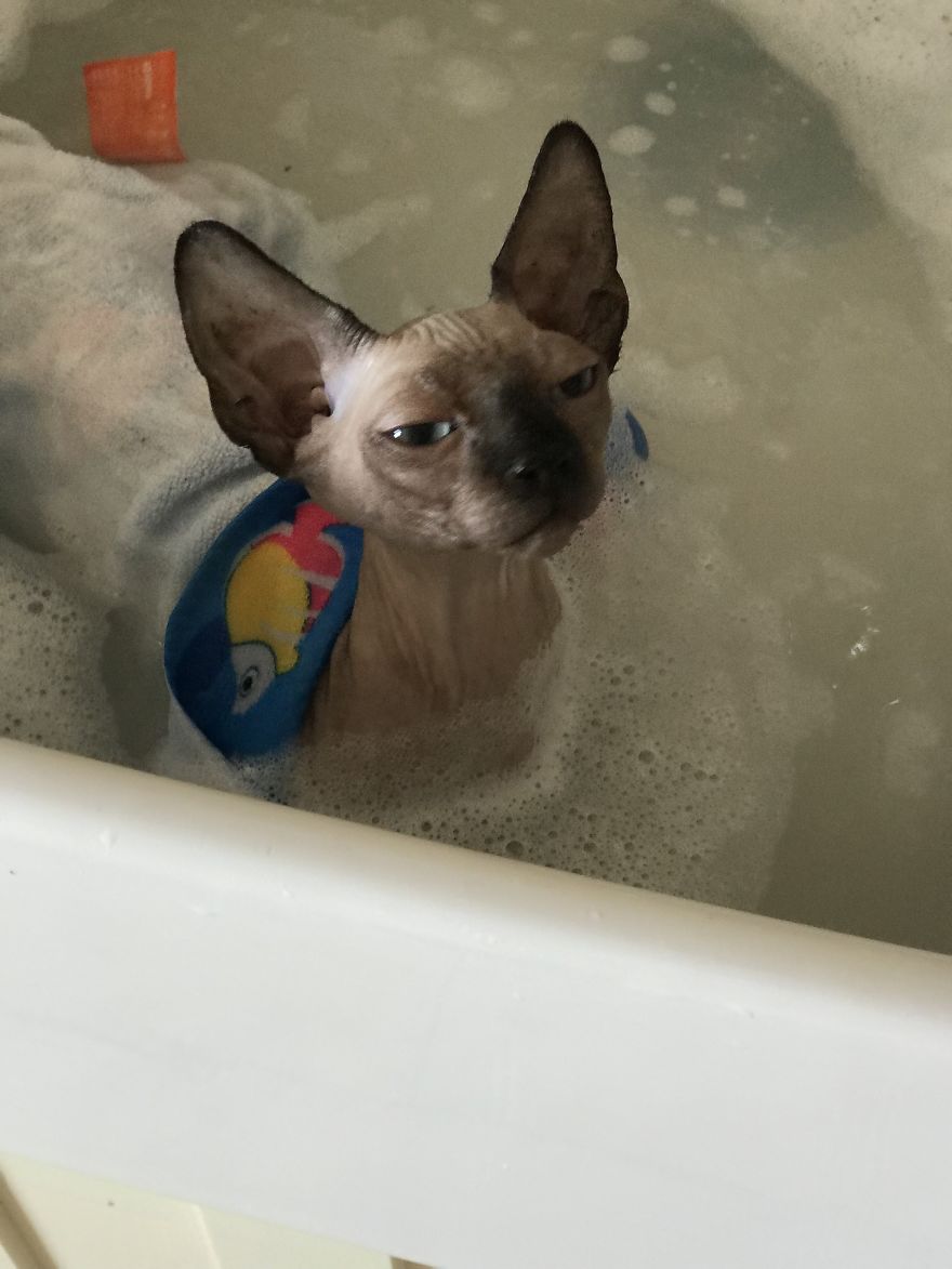 I Gave My New Kitten A Bath And He Was Not Amused