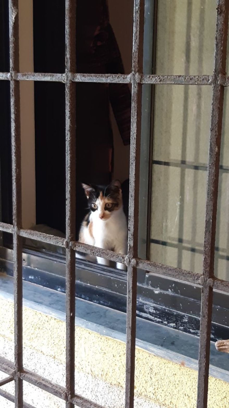 April : The Fighter Cat