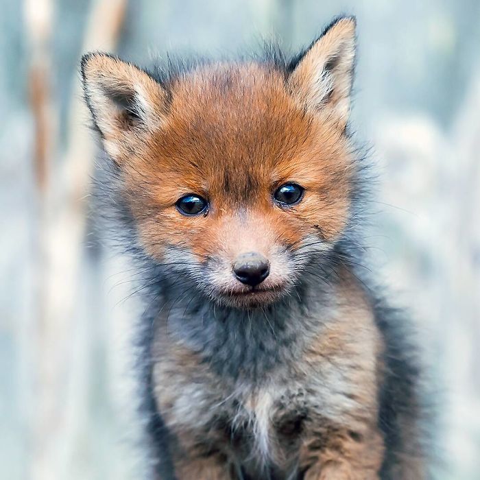 Finnish Guy's Photos Showing Foxes Like They Step Straight Out From Fairytale