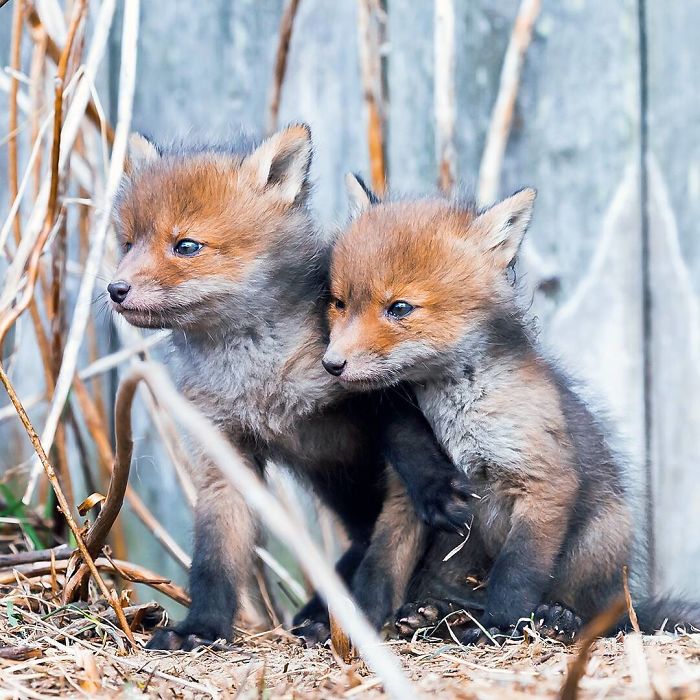 Finnish Guy's Photos Showing Foxes Like They Step Straight Out From Fairytale
