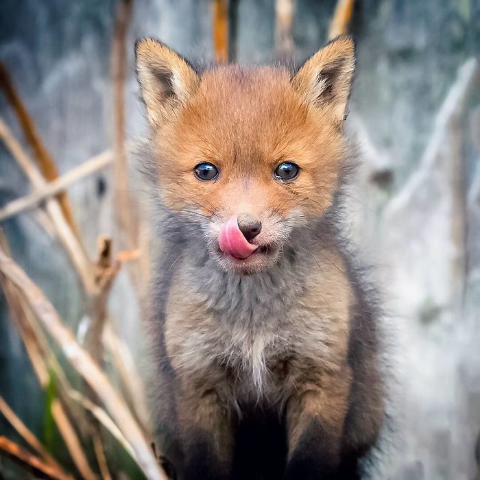 Finnish Guy's Photos Showing Foxes Like They Step Straight Out From Fairytale