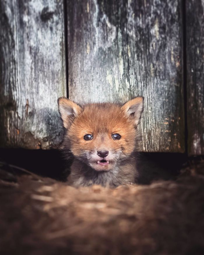 Finnish Guy's Photos Showing Foxes Like They Step Straight Out From Fairytale