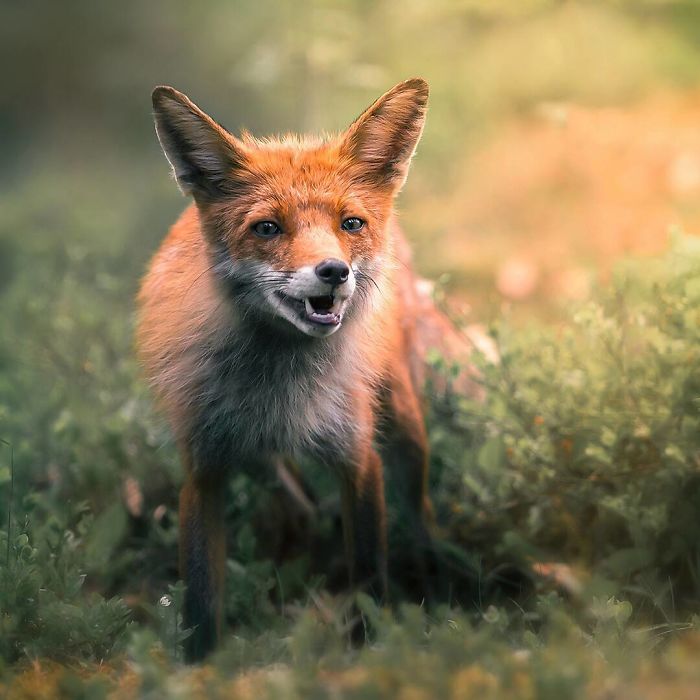 Finnish Guy's Photos Showing Foxes Like They Step Straight Out From Fairytale