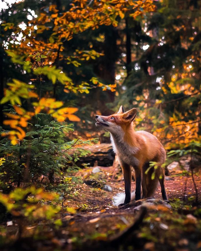 Finnish Guy's Photos Showing Foxes Like They Step Straight Out From Fairytale