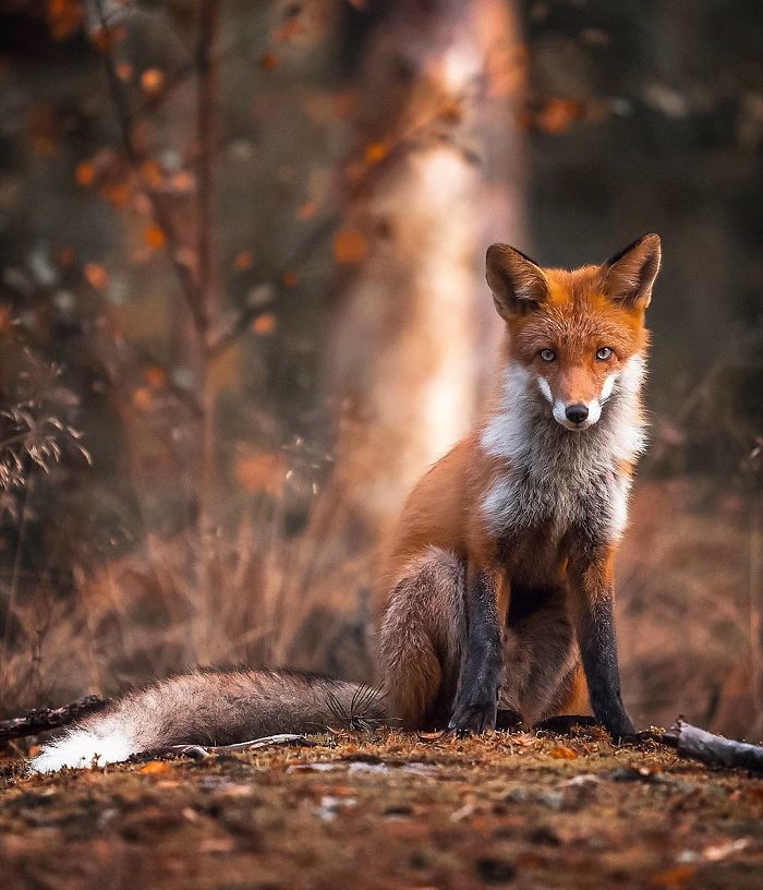 Finnish Guy's Photos Showing Foxes Like They Step Straight Out From Fairytale