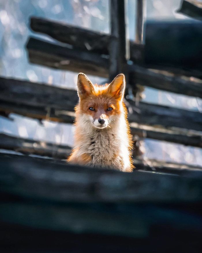 Finnish Guy's Photos Showing Foxes Like They Step Straight Out From Fairytale