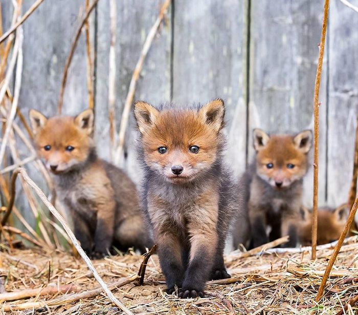 Finnish Guy's Photos Showing Foxes Like They Step Straight Out From Fairytale