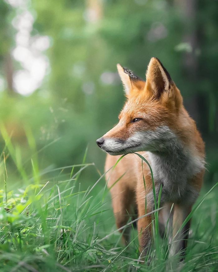 Finnish Guy's Photos Showing Foxes Like They Step Straight Out From Fairytale