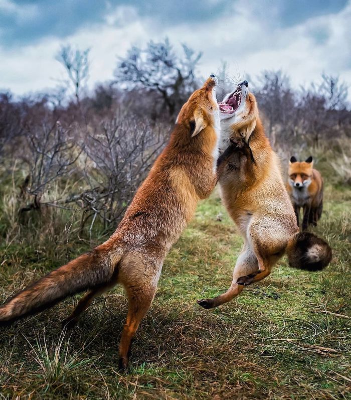 Finnish Guy's Photos Showing Foxes Like They Step Straight Out From Fairytale
