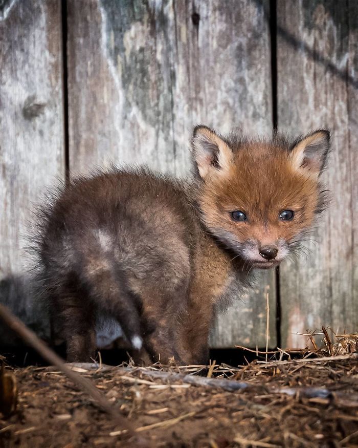 Finnish Guy's Photos Showing Foxes Like They Step Straight Out From Fairytale