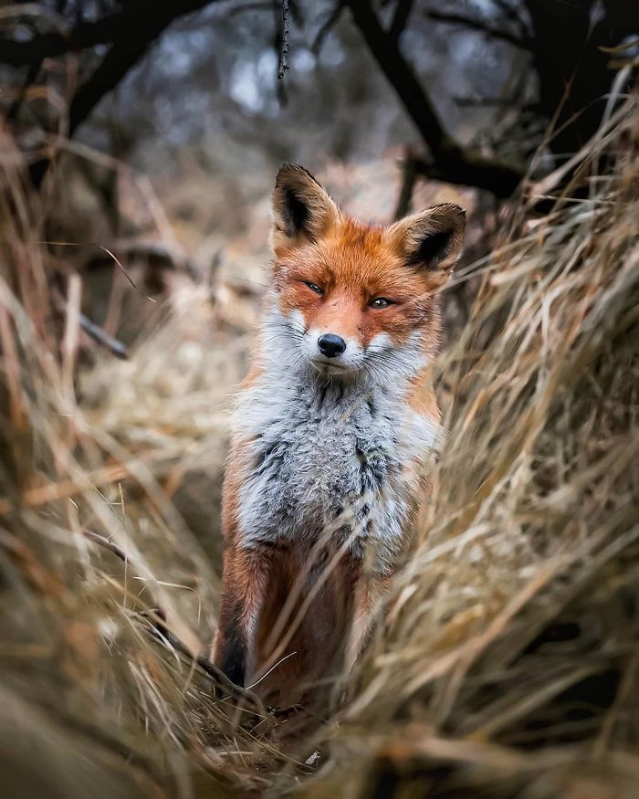 Finnish Guy's Photos Showing Foxes Like They Step Straight Out From Fairytale