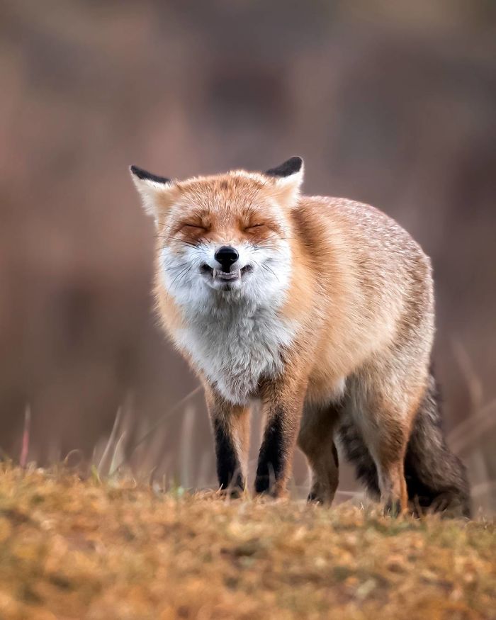Finnish Guy's Photos Showing Foxes Like They Step Straight Out From Fairytale