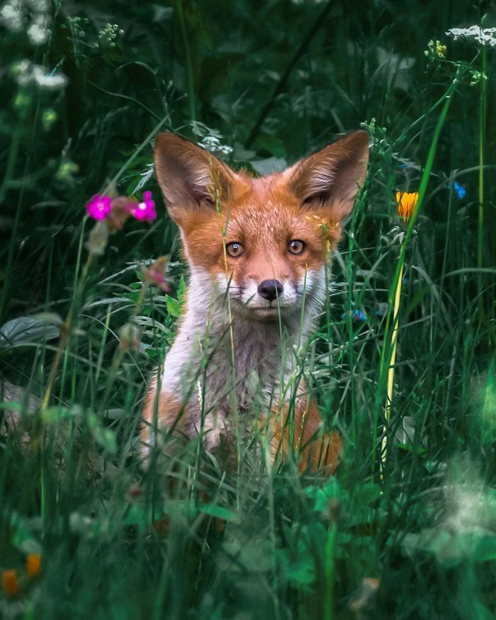 Finnish Guy's Photos Showing Foxes Like They Step Straight Out From Fairytale