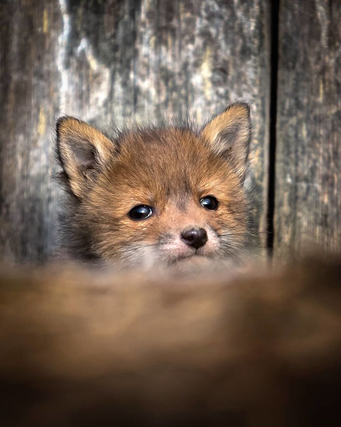 Finnish Guy's Photos Showing Foxes Like They Step Straight Out From Fairytale