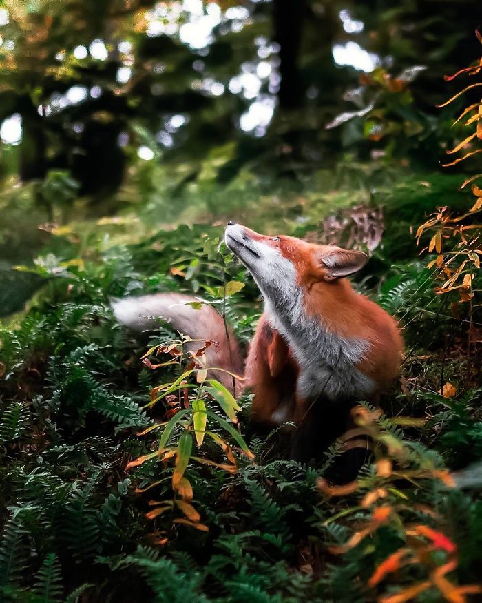 Finnish Guy's Photos Showing Foxes Like They Step Straight Out From Fairytale