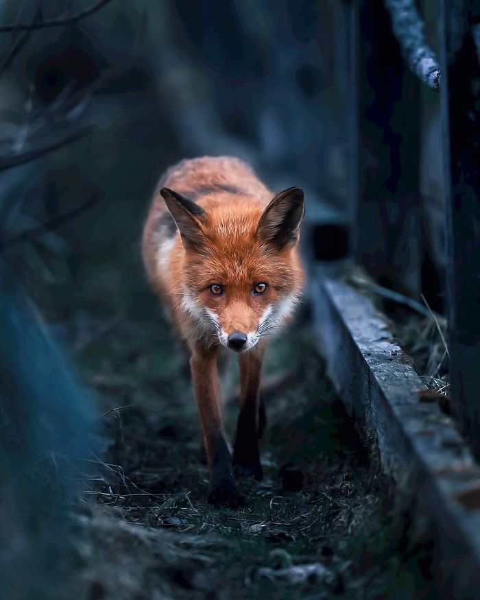 Finnish Guy's Photos Showing Foxes Like They Step Straight Out From Fairytale