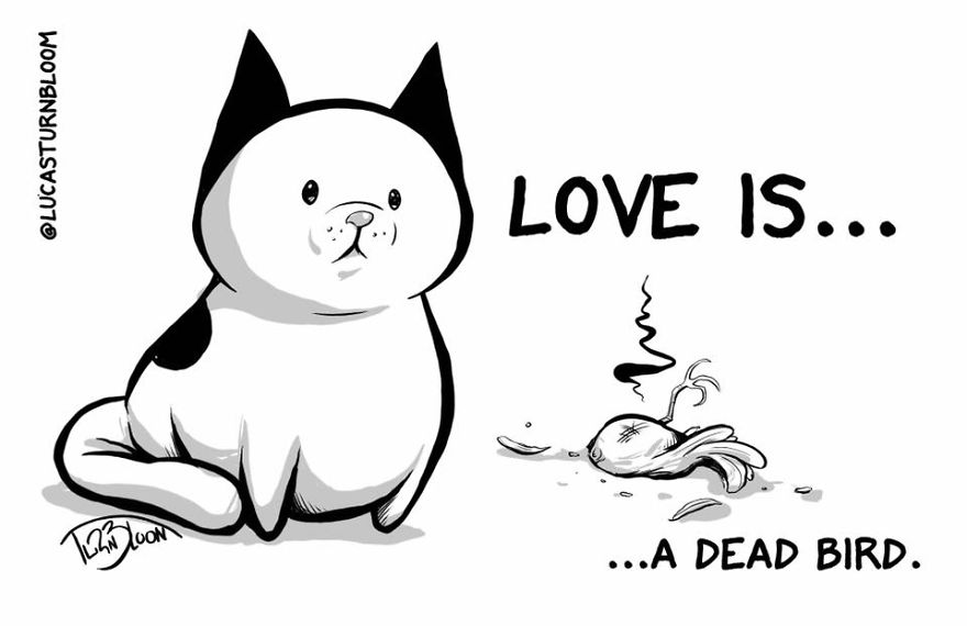 From Rescue Cat To 'How To Cat'