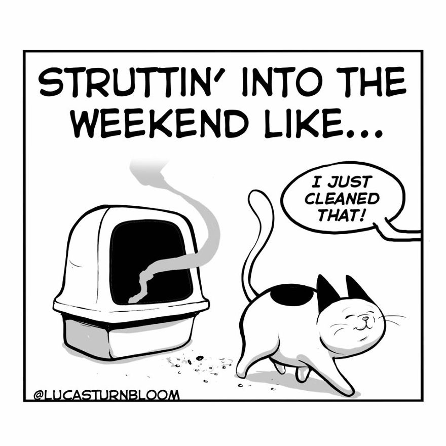 From Rescue Cat To 'How To Cat'