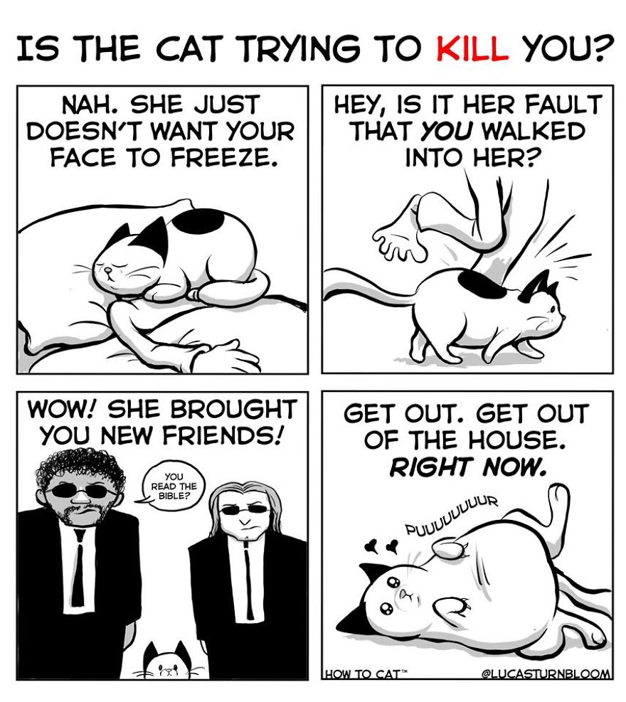 From Rescue Cat To 'How To Cat'