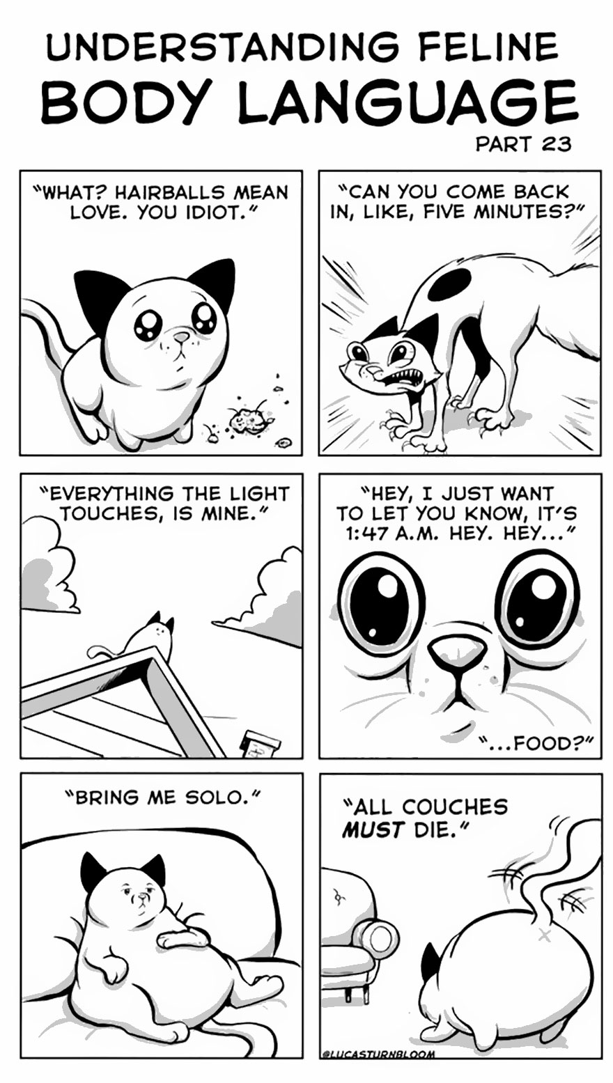 From Rescue Cat To 'How To Cat'