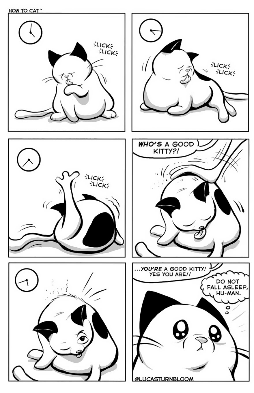 From Rescue Cat To 'How To Cat'