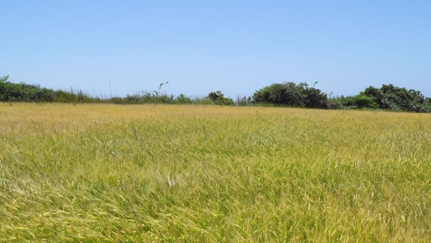 Here Are Some Calming Things To Look At. I Thought You All Deserved It.