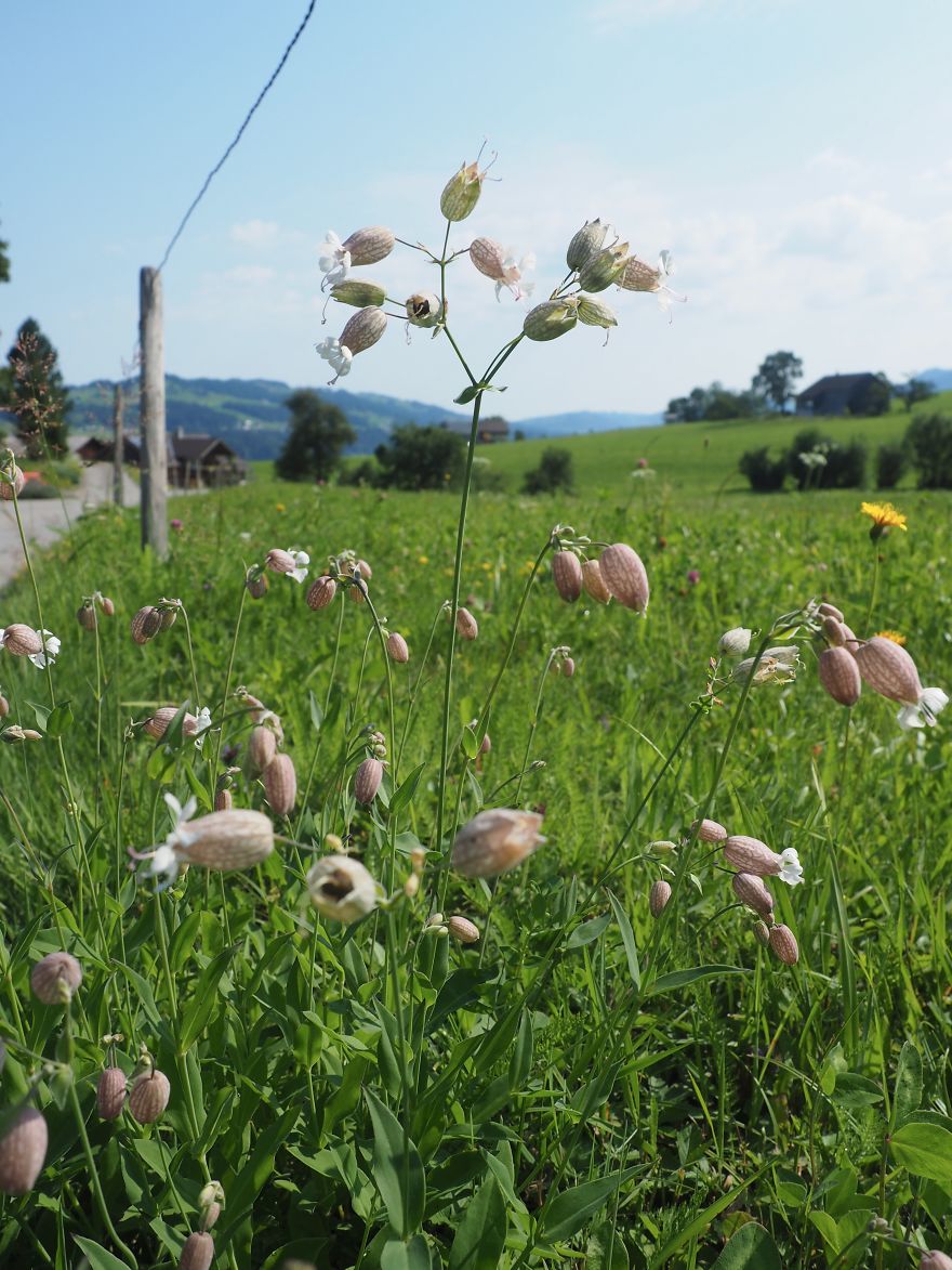 I Moved To Austria To Live All My Sound Of Music Dreams I Moved To Austria To Live All My Sound Of Music Dreams