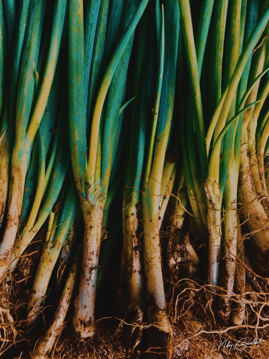 I Took Early Morning Pictures Of Intimate Market Scene In Philippines Using My Iphone I Took Early Morning Pictures Of Intimate Market Scene In Philippines Using My Iphone