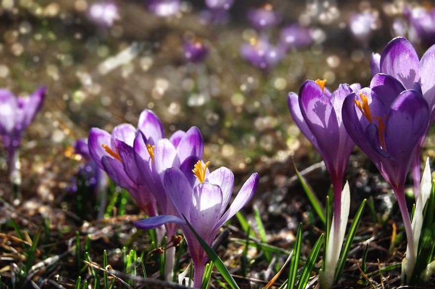 Close To My Heart, Places Covered With Carpets Of Beautiful Flowers