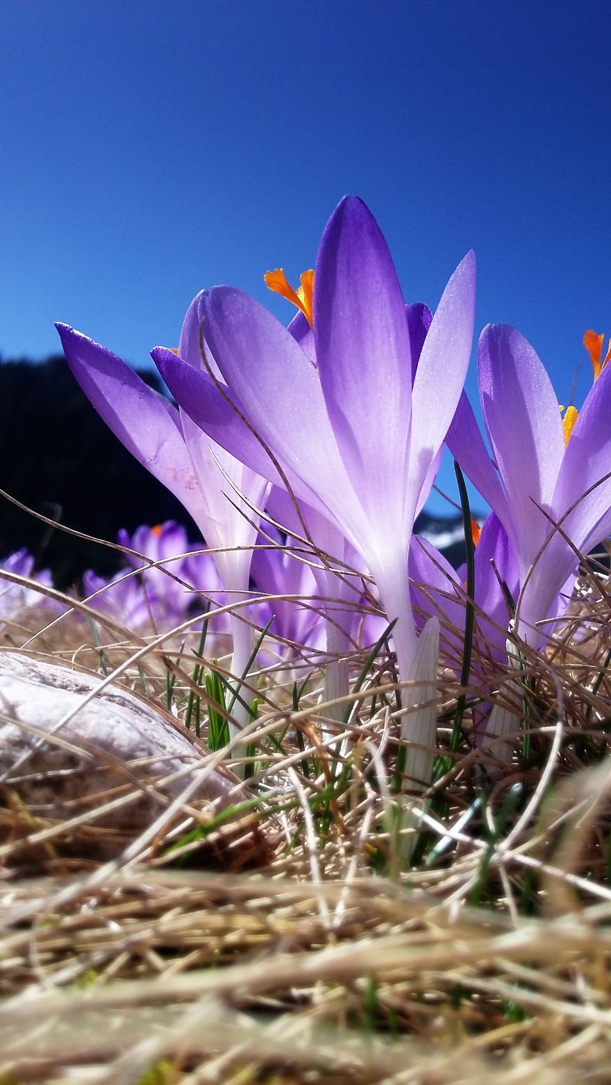 Close To My Heart, Places Covered With Carpets Of Beautiful Flowers