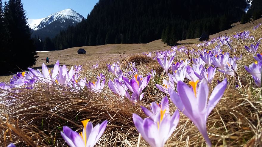 Close To My Heart, Places Covered With Carpets Of Beautiful Flowers