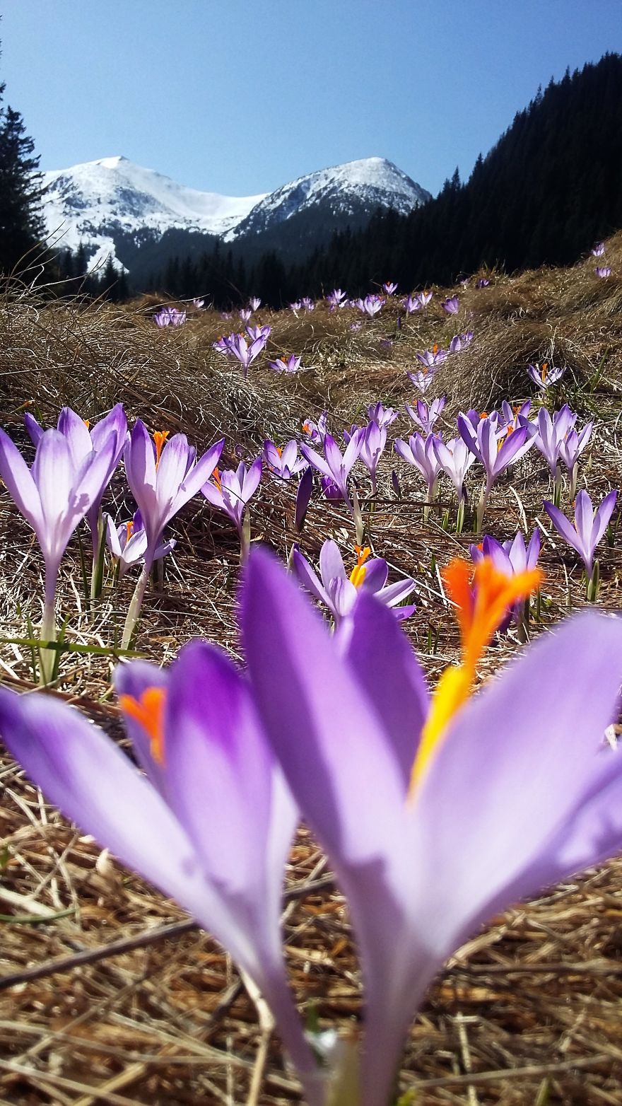 Close To My Heart, Places Covered With Carpets Of Beautiful Flowers