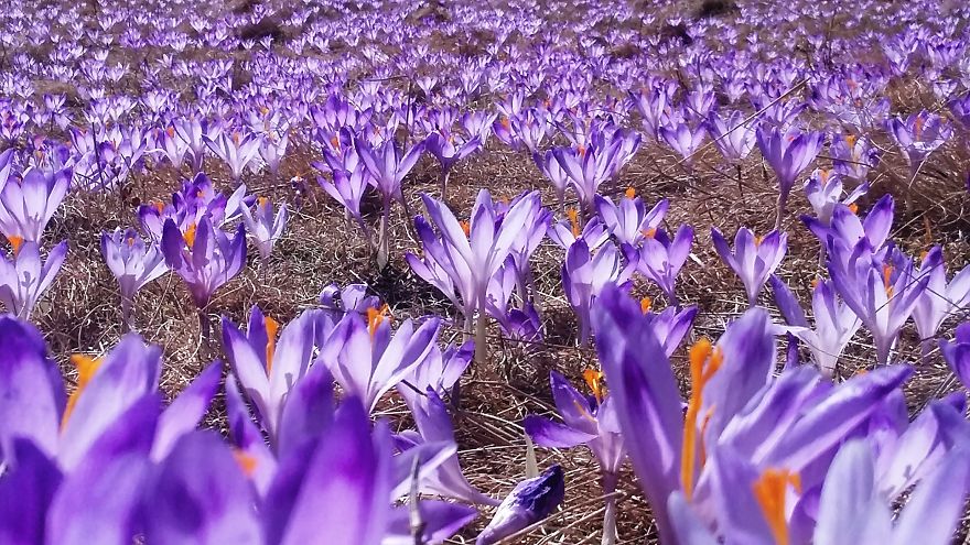 Close To My Heart, Places Covered With Carpets Of Beautiful Flowers